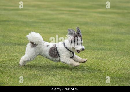 Schwarz-weiß-Havaneser Welpe mit Ohren flatternden Läufen auf grünem Gras Stockfoto