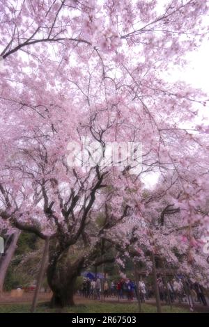 Kirschblüten in Rikugien Stockfoto