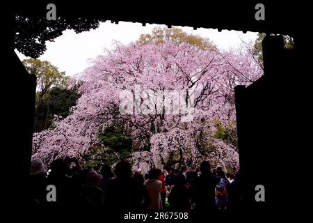 Kirschblüten in Rikugien Stockfoto