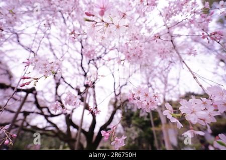 Kirschblüten in Rikugien Stockfoto