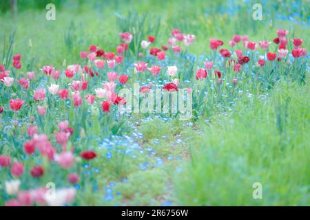 Tulpe Blumen Stockfoto