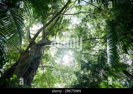 Belem, Brasilien. 07. Juni 2023. Im Regenwald auf der Insel Combu (Ilha do Combu) in der Nähe von Belem wachsen Bäume und Pflanzen. Außenminister Baerbock und Arbeitsminister Heil besuchen den Regenwald. In der nordbrasilianischen Stadt Belem liegt der Schwerpunkt auf Klima- und Umweltfragen. Kredit: Annette Riedl/dpa/Alamy Live News Stockfoto