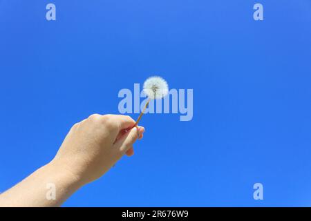 Weißer reifer Löwenzahn in der Hand Nahaufnahme vor dem blauen Himmel an einem sonnigen Tag. Stockfoto