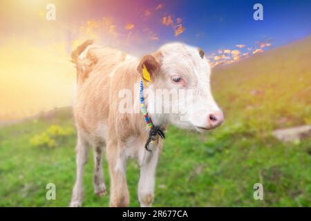 Ein junges, süßes Kalb im Hochland. Junges Kalbgesicht, selektiver Fokus. Stockfoto