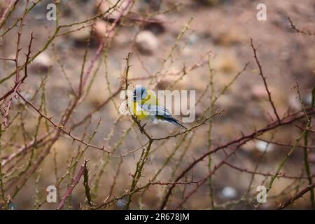 Grauhaubenfink aus der sierra, im Naturschutzgebiet Villavicencio in Mendoza, Argentinien. Stockfoto