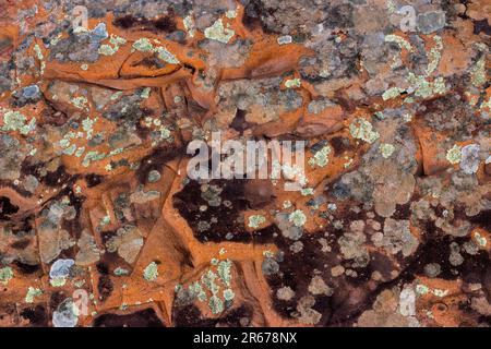 Flechten auf rotem Sandstein in den Pocono Mountains in Pennsylvania Stockfoto