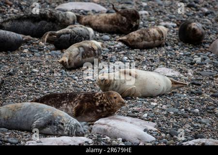 Eine Kolonie von Grauen Seehunden und Welpen Halichoerus grypus wurde während der Brutzeit in Nordwales, Großbritannien, am Kieselstrand hochgezogen Stockfoto