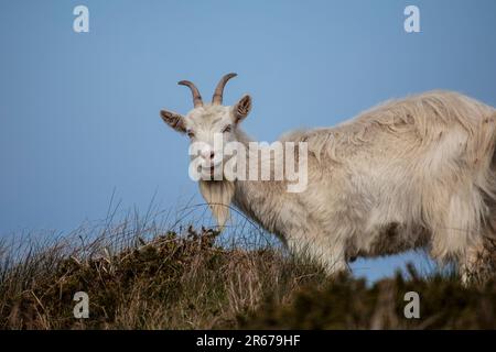 Neugierige Kaschmiri-Ziege Capra Markhor von unten auf einem Bergrücken auf dem Großen Orme in Llandudno, Nordwales Stockfoto