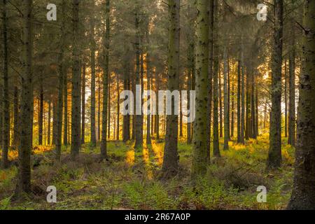 Der Wald unter dem Leuchtfeuer über Penrith Cumbria bei Sonnenuntergang Stockfoto