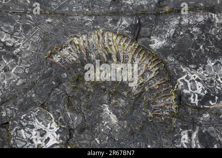 Ammonitfossil (ca. 20cm m breit), Kimmeridge Bay, Smedmore Estate, Wareham, Insel Purbeck, Dorset, England, Großbritannien, Großbritannien, Europa Stockfoto