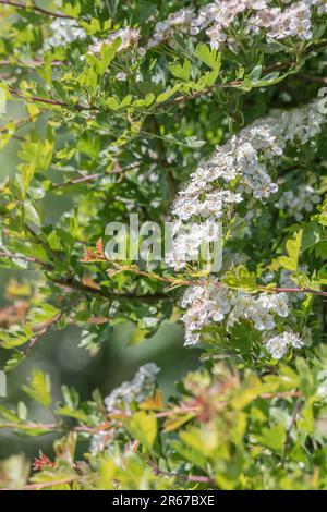 Weiße Hawthorn-/Crataegus-Blüten im Sonnenlicht. Für in freier Wildbahn wachsende Pflanzen aus dem Vereinigten Königreich. Mitte Juni blühen sie. Stockfoto