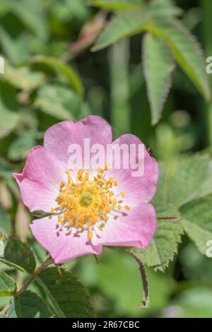 Nahaufnahme der wilden Rose-Blume in der Sonne. Ich bin unsicher. Kann die Variante „Dog Rose“ / „Rosa canina“ oder „Sweet Briar“ / „Rosa rubiginosa agg“ sein. Siehe Hinweise. Stockfoto