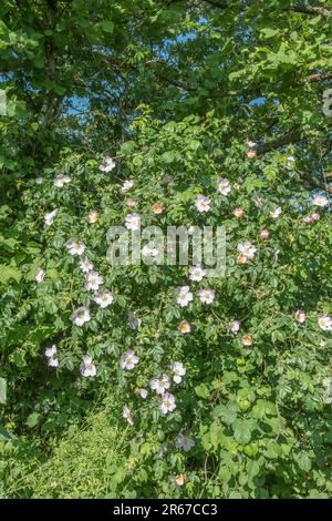 Rosa Canina agg. Sie wachsen in kornischer Hecke. Common UK Unkraut Hunderose wurde als Heilpflanze für pflanzliche Heilmittel verwendet. Stockfoto