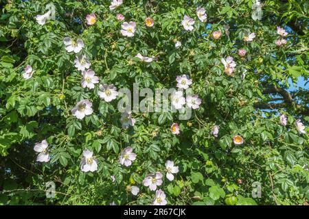 Rosa Canina agg. Sie wachsen in kornischer Hecke. Common UK Unkraut Hunderose wurde als Heilpflanze für pflanzliche Heilmittel verwendet. Stockfoto