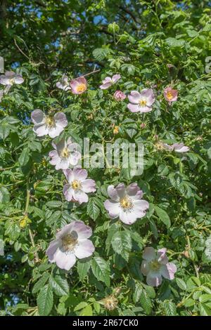 Rosa Canina agg. Sie wachsen in kornischer Hecke. Common UK Unkraut Hunderose wurde als Heilpflanze für pflanzliche Heilmittel verwendet. Stockfoto