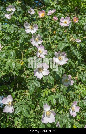 Rosa Canina agg. Sie wachsen in kornischer Hecke. Common UK Unkraut Hunderose wurde als Heilpflanze für pflanzliche Heilmittel verwendet. Stockfoto