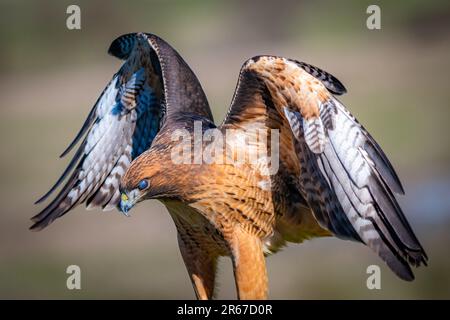 Eine hochauflösende Nahaufnahme eines Rotschwanzfalken mit weit geöffneten Flügeln Stockfoto