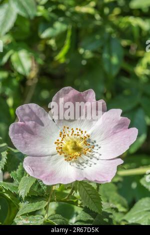 Nahaufnahme der sonnenbeleuchteten Blume des Hundes Rose/Rosa canina agg. Wächst in Hecke. Eine gebräuchliche britische Unkrautdrose wurde als Heilpflanze für pflanzliche Heilmittel verwendet. Stockfoto