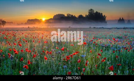 Ein nebiger Sonnenaufgang auf einem Mohnfeld in Dänemark Stockfoto