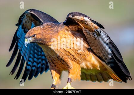 Eine hochauflösende Nahaufnahme eines Rotschwanzfalken mit weit geöffneten Flügeln Stockfoto