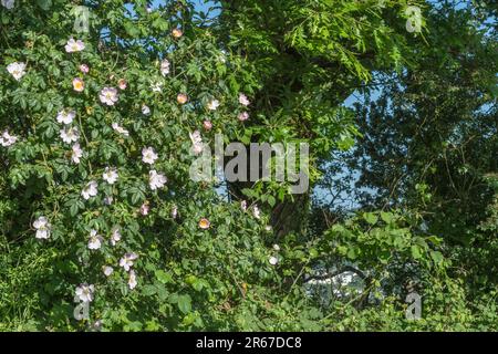 Rosa Canina agg. Sie wachsen in kornischer Hecke. Common UK Unkraut Hunderose wurde als Heilpflanze für pflanzliche Heilmittel verwendet. Stockfoto