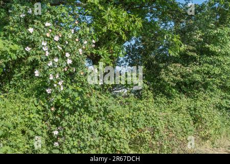 Rosa Canina agg. Sie wachsen in kornischer Hecke. Common UK Unkraut Hunderose wurde als Heilpflanze für pflanzliche Heilmittel verwendet. Stockfoto