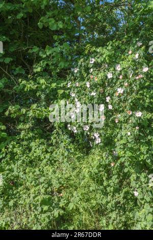 Rosa Canina agg. Sie wachsen in kornischer Hecke. Common UK Unkraut Hunderose wurde als Heilpflanze für pflanzliche Heilmittel verwendet. Stockfoto