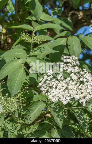 Blätter / Laub & cremig-weiße Blüten von Common Elder / Sambucus nigra bei Sonnenschein. Verschiedene Teile, die in der Vergangenheit medizinisch in pflanzlichen Heilmitteln verwendet wurden. Stockfoto