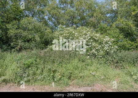 Blühende Rosa/Viburnum opulus-Strauß, der in einer Hecke wächst (siehe Hinweise). Beeren können nach dem Kochen gegessen werden, und ehemalige medizinische Kräuterpflanze. Stockfoto
