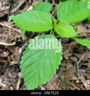 Stinging Nettle, Wood Nettle, Juckhut, Laportea canadensis, ist eine ewige, Nicht-holzige Pflanze, die bei Berührung ein Stechen verursacht. Essbar, wenn man jung ist. Stockfoto