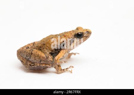 Java Rice Frog, Javan Chorus-Frosch, Microhyla achatina Javanese Enghurtfrosch, isoliert auf weißem Hintergrund Stockfoto