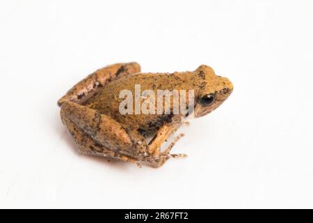 Java Rice Frog, Javan Chorus-Frosch, Microhyla achatina Javanese Enghurtfrosch, isoliert auf weißem Hintergrund Stockfoto