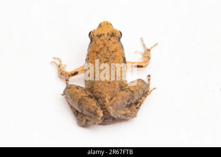 Java Rice Frog, Javan Chorus-Frosch, Microhyla achatina Javanese Enghurtfrosch, isoliert auf weißem Hintergrund Stockfoto