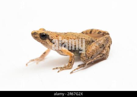 Java Rice Frog, Javan Chorus-Frosch, Microhyla achatina Javanese Enghurtfrosch, isoliert auf weißem Hintergrund Stockfoto