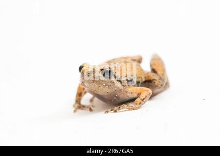 Java Rice Frog, Javan Chorus-Frosch, Microhyla achatina Javanese Enghurtfrosch, isoliert auf weißem Hintergrund Stockfoto