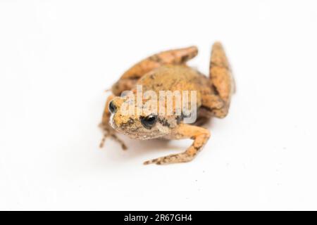 Java Rice Frog, Javan Chorus-Frosch, Microhyla achatina Javanese Enghurtfrosch, isoliert auf weißem Hintergrund Stockfoto