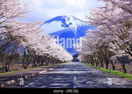 Mt. Iwate und Reihen von Kirschbäumen Stockfoto