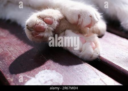 Nahaufnahme der Katzenpfoten unter Sonnenlicht auf einer Bank im Freien. Es hält eine hintere Pfote mit vorderen Pfoten auf süße Weise. Stockfoto