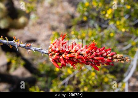 Nahaufnahme der blühenden Ocotillo (Fouquieria splendens). Lake Pleasant Regional Park, in der Nähe von Phoenix, Arizona, USA an einem schönen Frühlingstag. Stockfoto