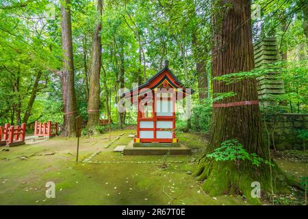 Katori-Jingu-Schrein in frischem Grün Stockfoto