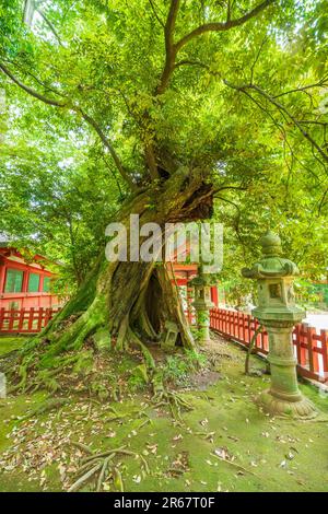 Katori-Jingu-Schrein in frischem Grün Stockfoto