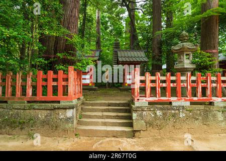 Katori-Jingu-Schrein in frischem Grün Stockfoto