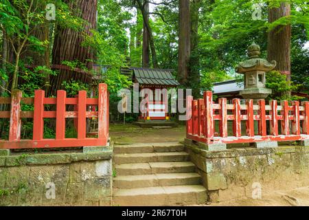 Katori-Jingu-Schrein in frischem Grün Stockfoto