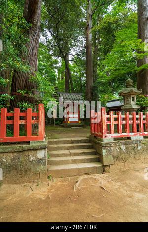 Katori-Jingu-Schrein in frischem Grün Stockfoto