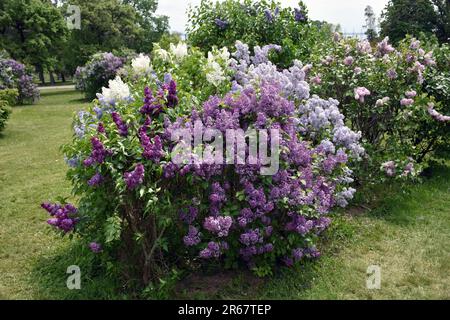 Mehrfarbige Flieder wachsen zusammen im Centennial Lilac Garden in Niagara Falls, Ontario. Stockfoto