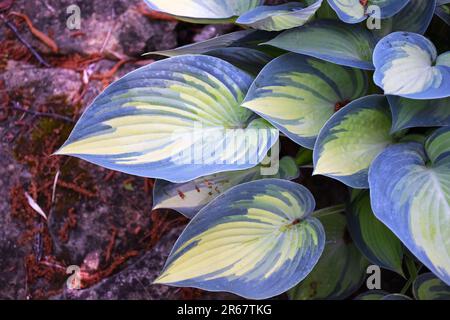 Farbenfrohes Laub von Hosta June Stockfoto