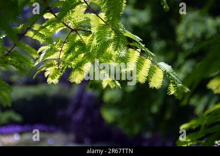 Nahaufnahme der Mammutbäume der Dämmerung, auch bekannt als Metasequoia glyptostroboides Gold Rush, ein aus Zentral- und Westchina stammender Laubkoniferus. Stockfoto