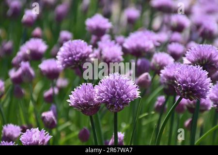 Purple Schnittlauch alias Allium schoenoprasum sind ein beliebtes Kraut, das im Garten angebaut wird. Stockfoto