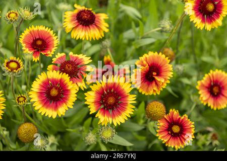 Zu den gebräuchlichsten Farben von Gazanien gehören Orange, Gelb, Rot und Pink. Aufgrund ihrer hellen Farbe und der warmen Farbtöne ist sie daher eine Feuerblume Stockfoto