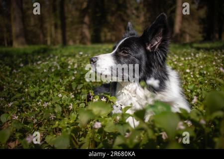 Seitenprofil von Border Collie mit Frühlingspflanzen außen. Süßer schwarzer und weißer Hund schaut nach links und liegt am sonnigen Tag in der Natur. Stockfoto